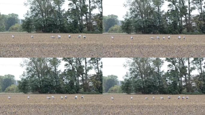 秋季迁徙的鹤群在玉米田休息。多雨的天气。(德国勃兰登堡)