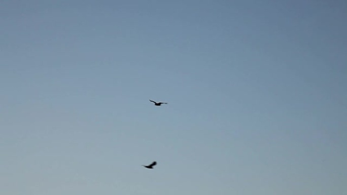 鸟儿盘旋在蓝天翅膀上的上升气流上