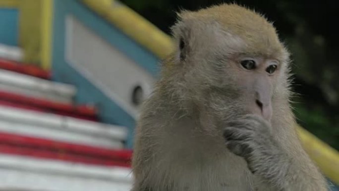 在黑风洞，马来西亚看到了特写猴子