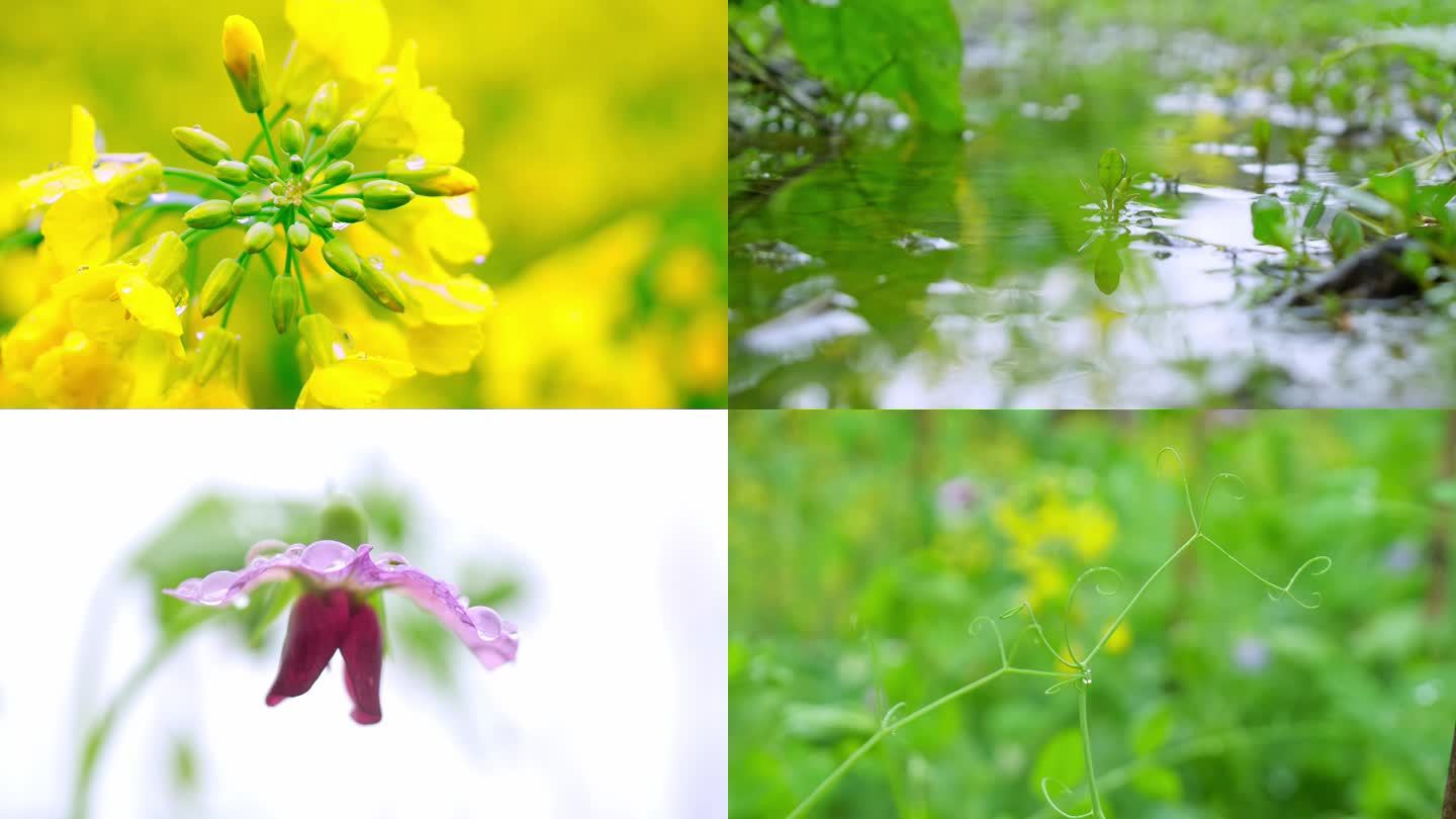 乡村田野里的各种植物和花