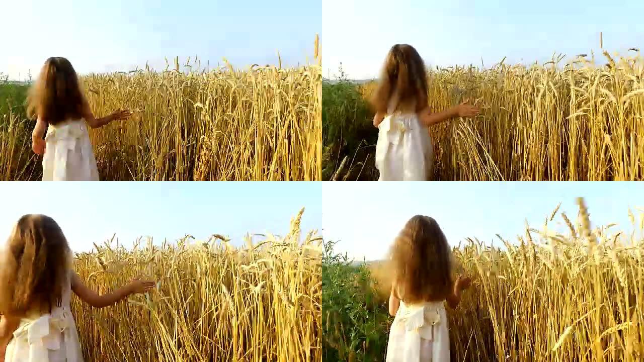 一个小女孩沿着麦田移动。女孩的手碰到小麦小穗。小麦变黄了。