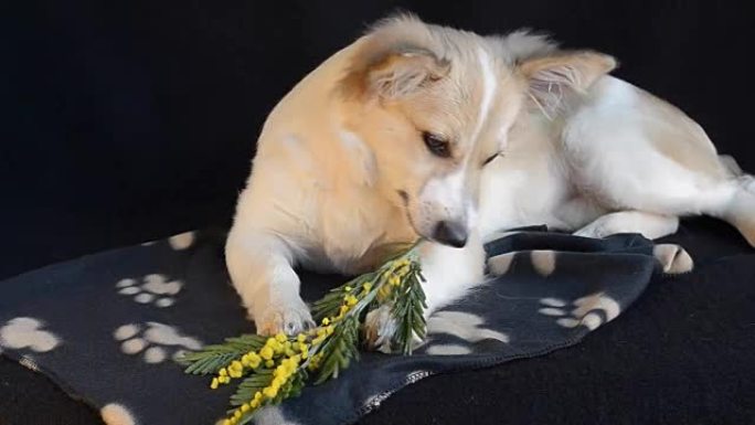 小狗玩含羞草花