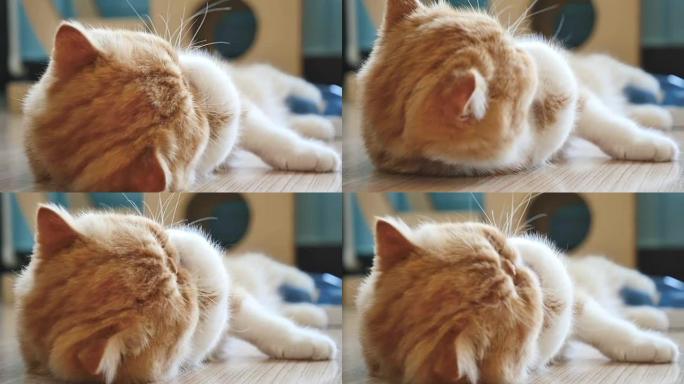 波斯虎斑小猫自行清洁