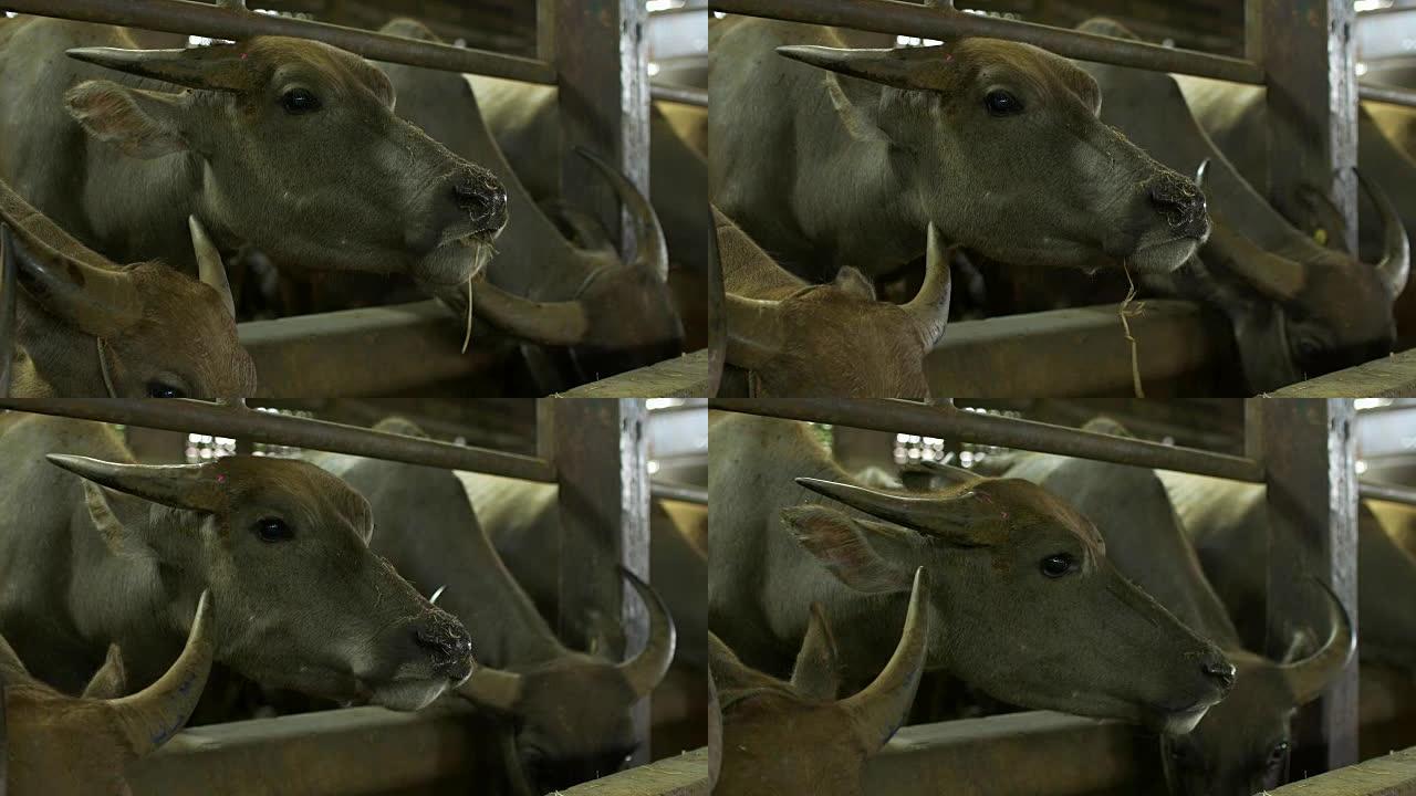 养殖水牛或国内的亚洲水牛在水牛摊位吃嘿草-多莉镜头-