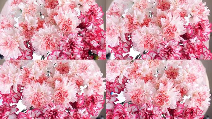 特写，从上面看，鲜花，花束，旋转，花卉组成由淡粉色土耳其康乃馨组成