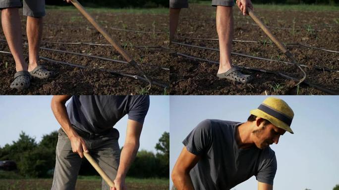 在有机生态农场，农民用锄头在幼小的玉米田里除草