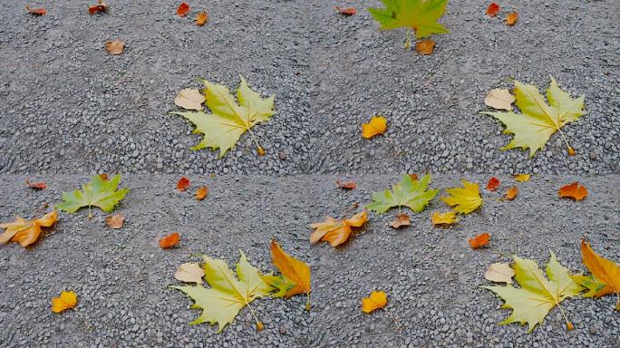 秋叶落到地上