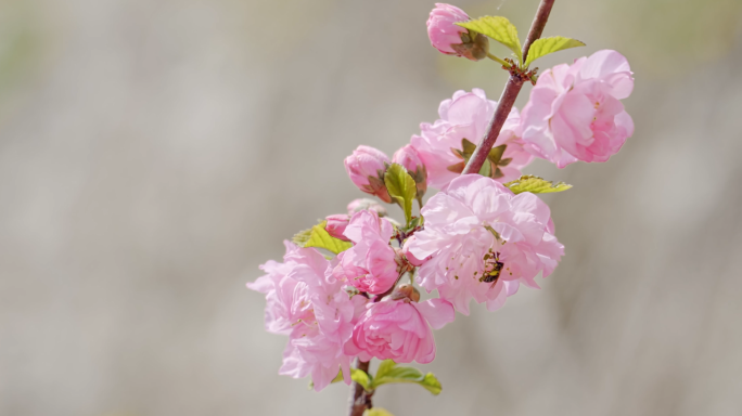 4K唯美春季樱桃树开花蜂采蜜