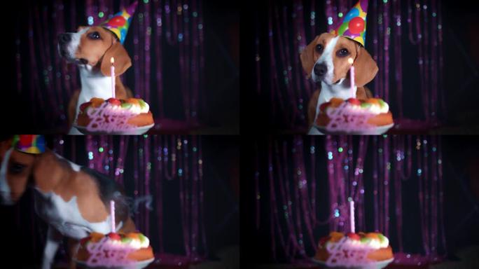 带蛋糕和帽子的4k生日比格犬