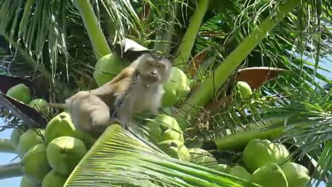 猴子做工作，椰子