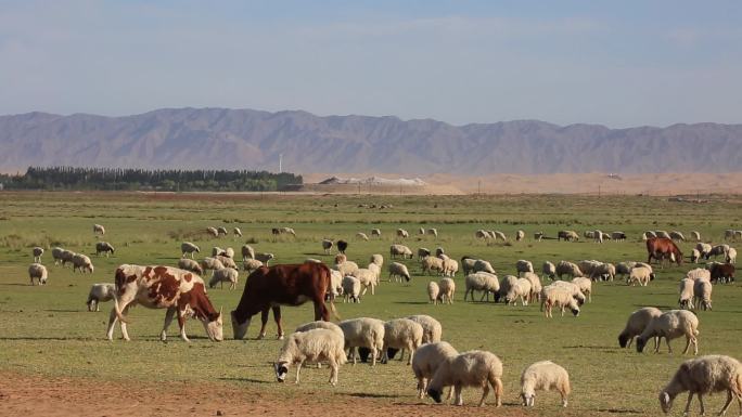 通湖  草原 牛羊 骆驼 生态 沙漠