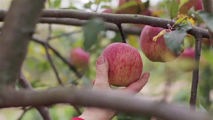 摘苹果收割特写。农民的手扭转了成熟的红苹果从苹果园园乡村的树枝上滚下。有机农业生态食品国产水果健康维