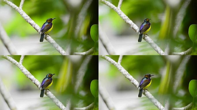 五颜六色的鸟，太阳鸟雄性栖息，在繁殖期呼唤雌性。