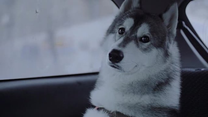 狗品种哈士奇坐在车里。