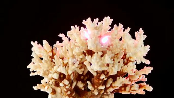 珊瑚材料，黑色，粉色背光，旋转，特写