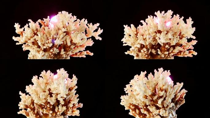 珊瑚材料，黑色，粉色背光，旋转，特写
