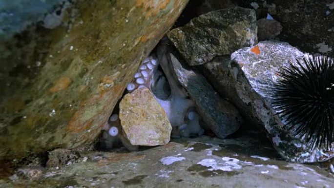 章鱼将石头藏在礁石中