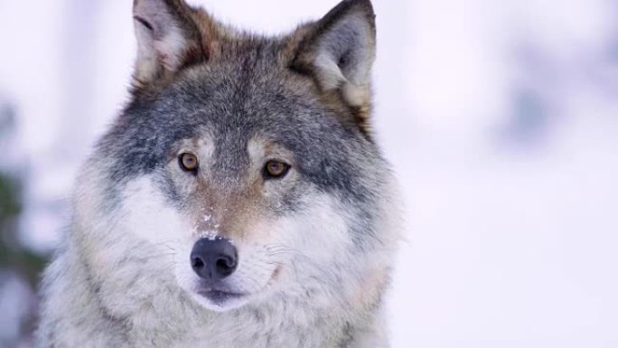 冬季风景中顺从的狼的肖像