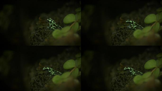 绿色和黑色箭毒蛙 (dendroboates Auratus) 以慢动作运动。