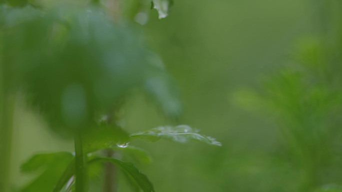 绿色植物被雨水滋润