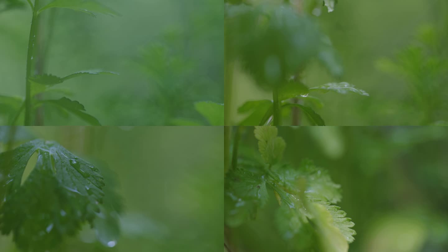 绿色植物被雨水滋润