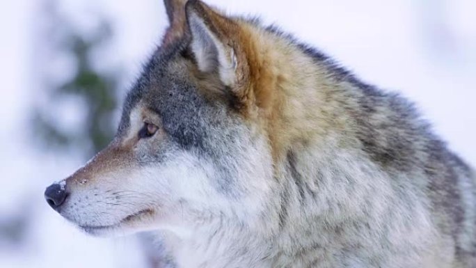 美丽的挪威狼在寒冷的森林里的肖像