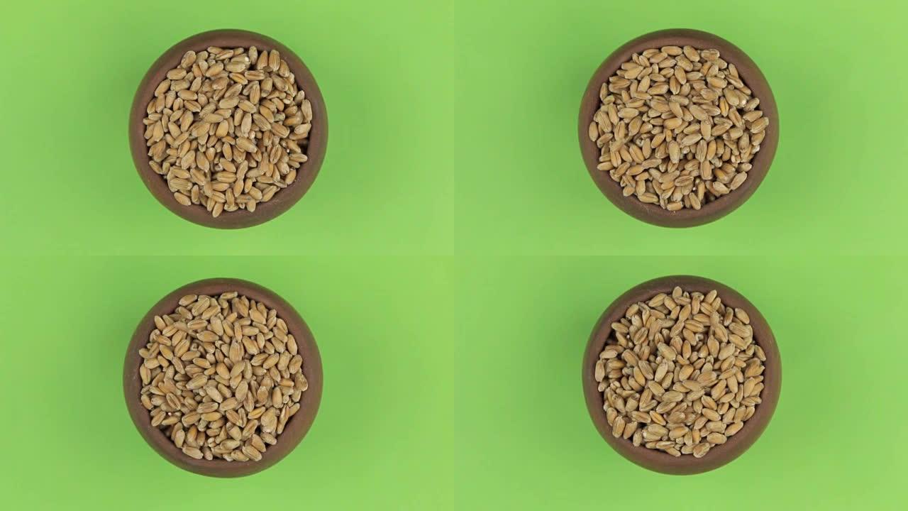 麦粒在绿色屏幕上隔离的锅中旋转。