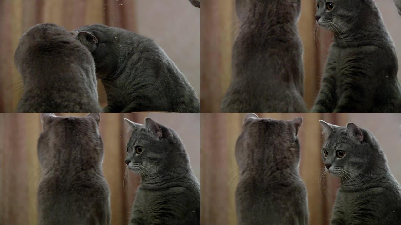 灰猫照镜子MS