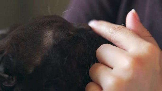 特写: 猫的湿鼻子。女性的手在抚摸一只黑猫