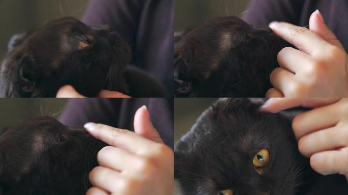 特写: 猫的湿鼻子。女性的手在抚摸一只黑猫
