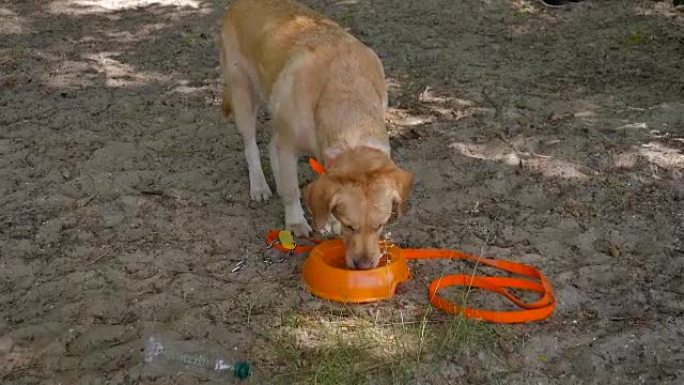 狗从塑料碗里喝水