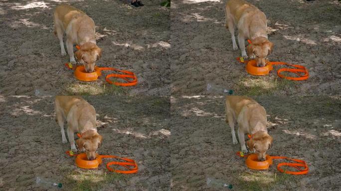 狗从塑料碗里喝水