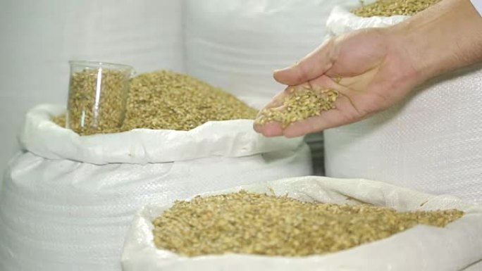 袋装大麦麦芽。啤酒的生产。谷物。酿造原料。大麦。啤酒生产原料。麦芽在手。一个人检查原材料的质量。