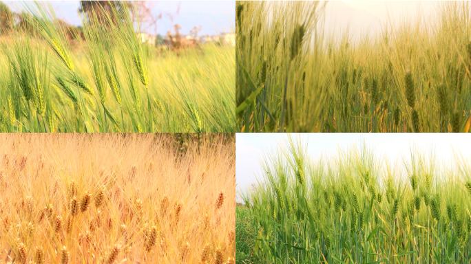 小麦麦田丰收农业粮食麦子