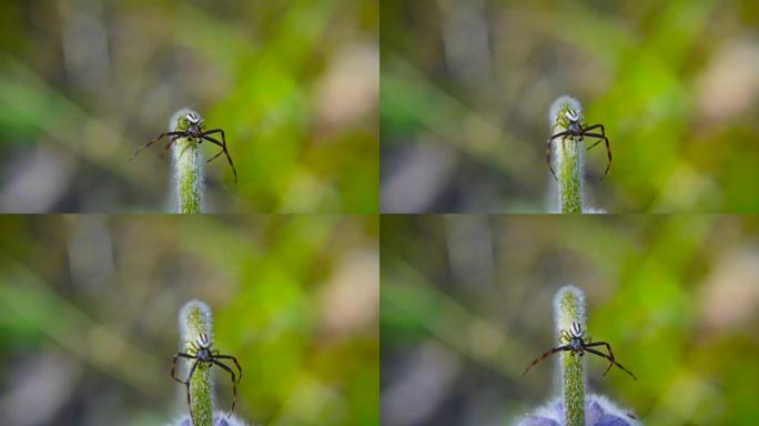 花上的小蜘蛛，慢动作