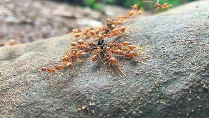 红蚂蚁在岩石上吃死虫子