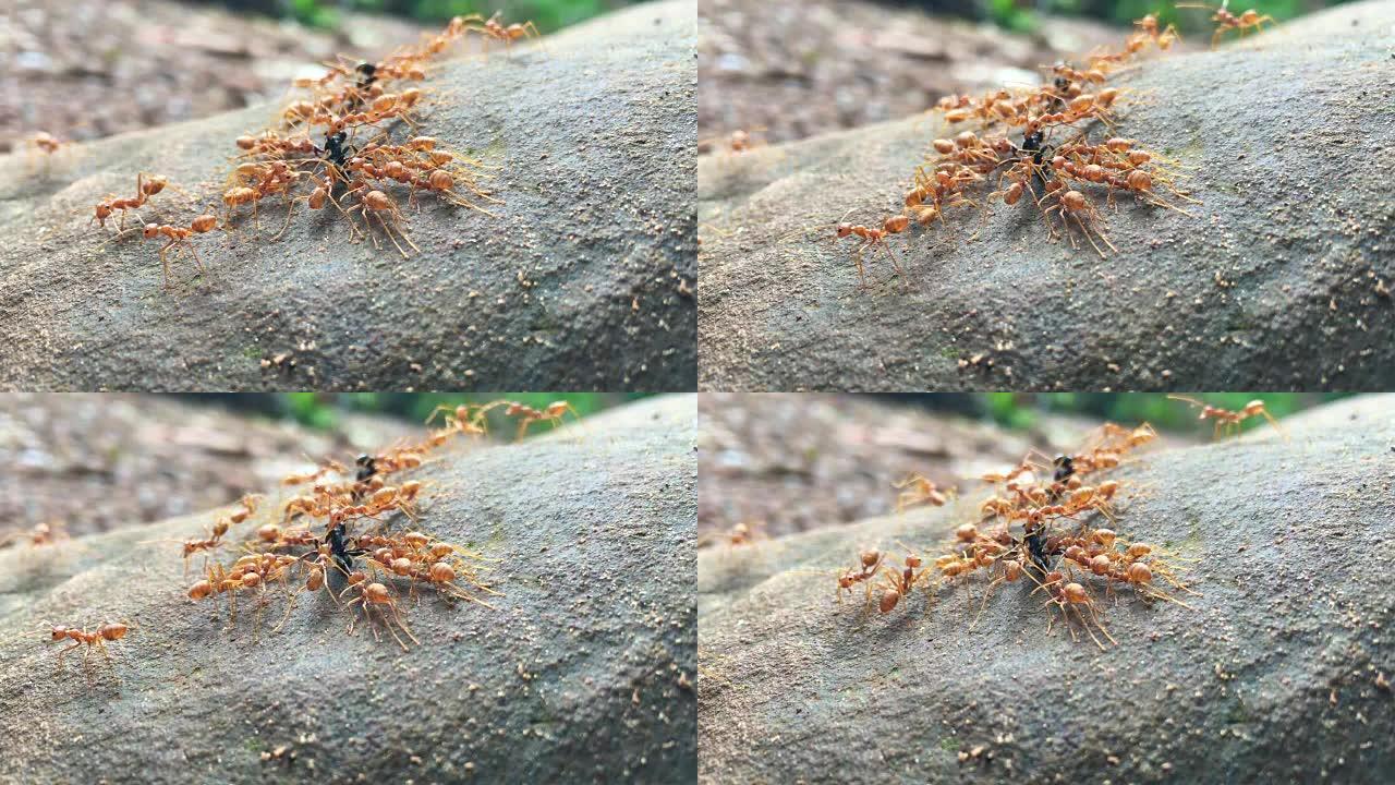 红蚂蚁在岩石上吃死虫子