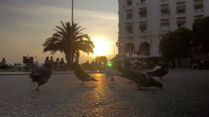 日落时在城市街道上吃饭的鸽子群