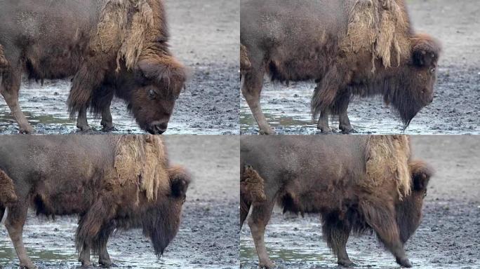 美洲野牛 (bison Bison)
