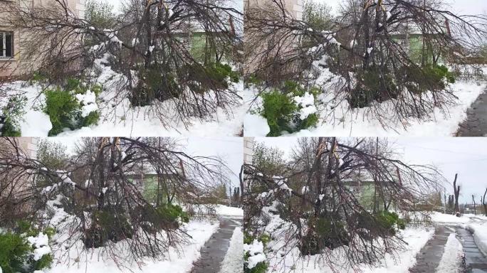 春天4月的异常天气。暴风雪后倒下的树木