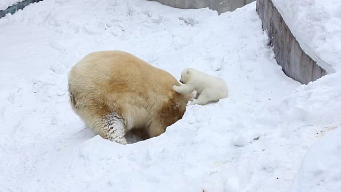 北极熊家族挖了一个窝点。快乐的小熊和妈妈一起玩。