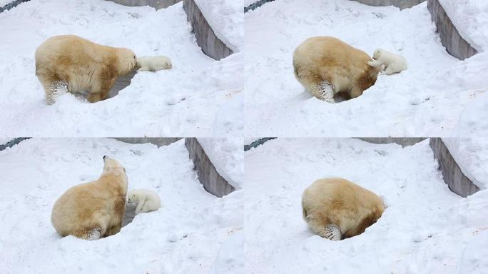 北极熊家族挖了一个窝点。快乐的小熊和妈妈一起玩。