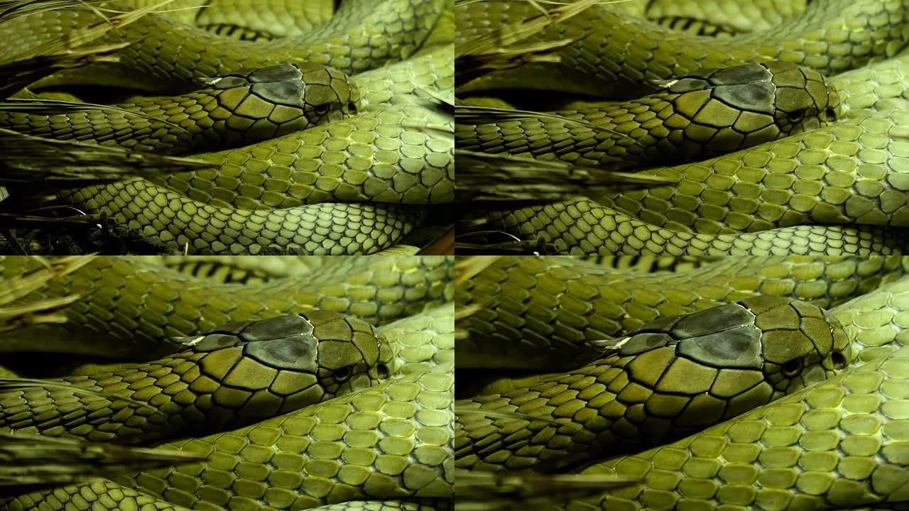 大蛇的鳞状皮肤