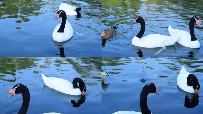 黑颈天鹅和红润的雪鸭在池塘里游泳