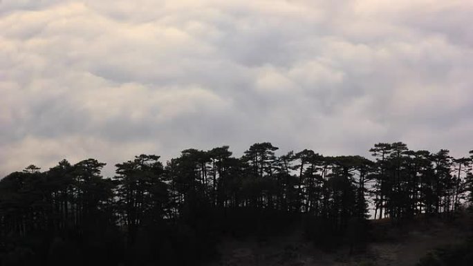 森林下日出时海上的云