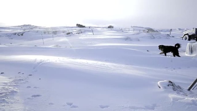 冰岛风景自然冬季雪寒冷外面的孩子玩狗