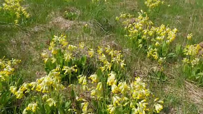 田野上的黄色铃铛花