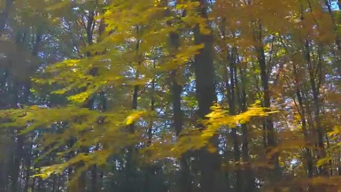 秋天的驾驶-美丽的秋天乡村之路