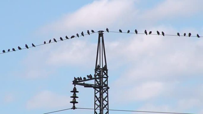 电线上的鸟电塔上的鸟
