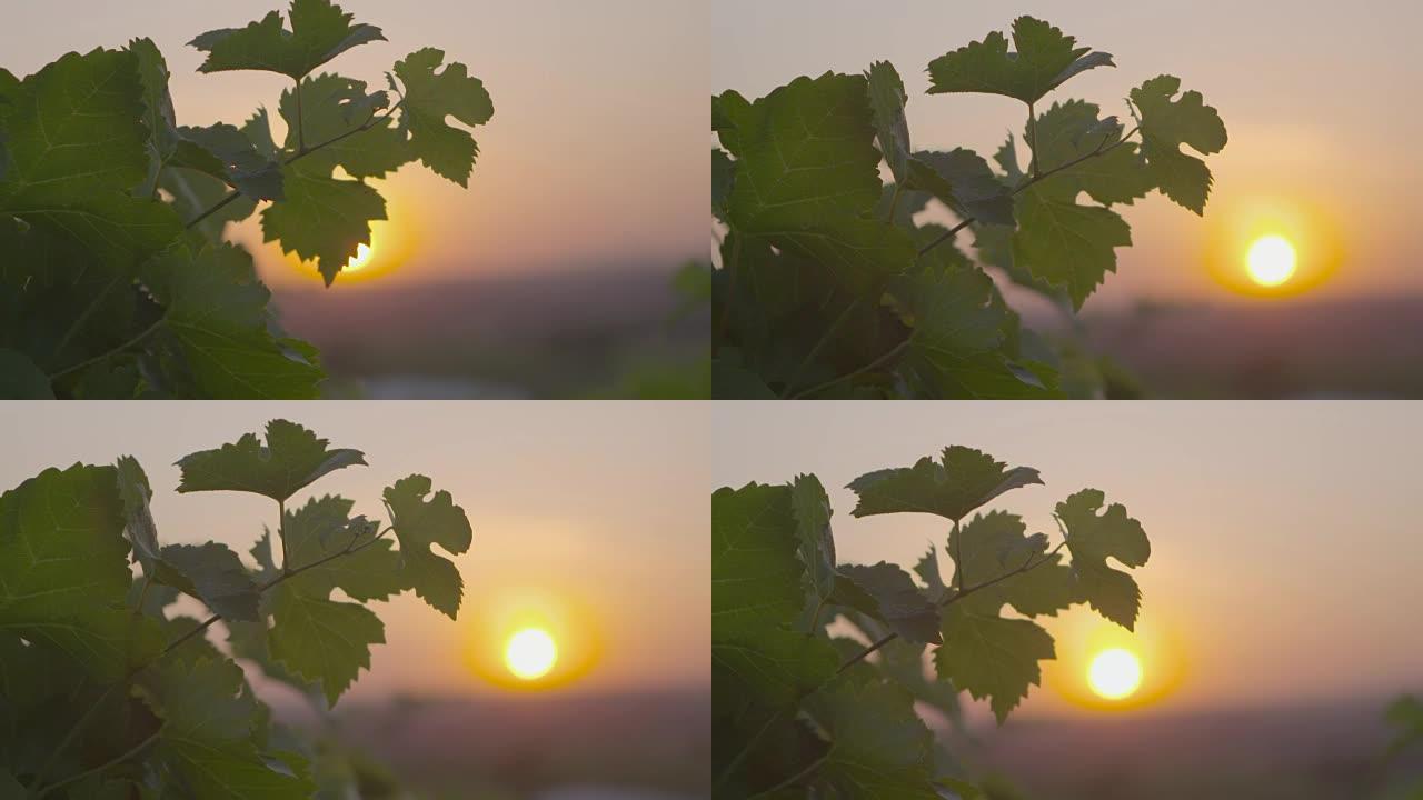 日落时的葡萄园葡萄藤